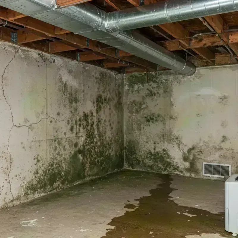 Professional Mold Removal in Wallowa County, OR